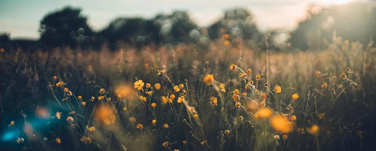 prairie avec des herbes hautes